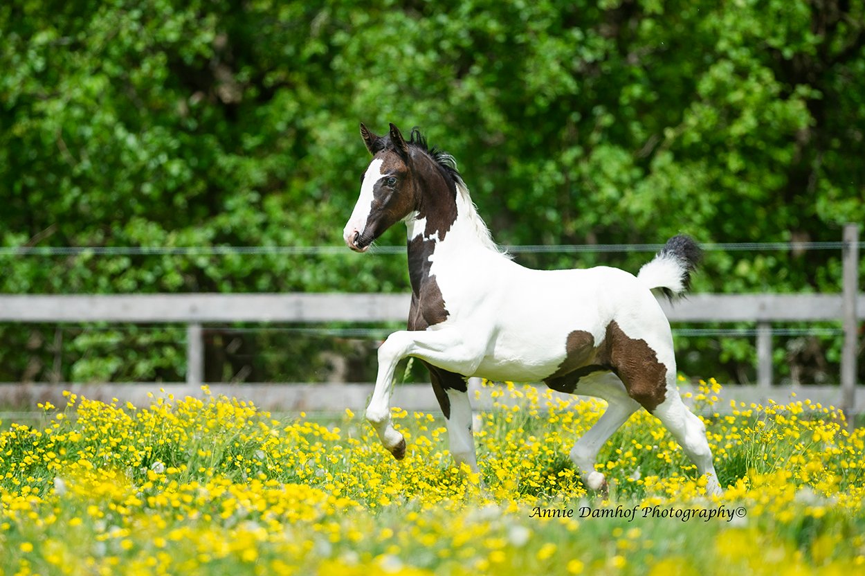 Barock Pinto Filly @Annie Damhof